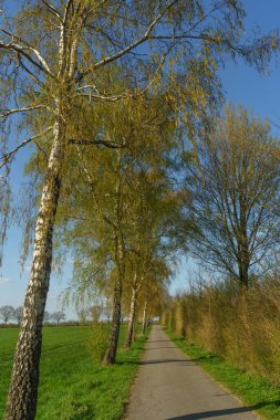 Alman Muensterland 'inde bahar geldi.