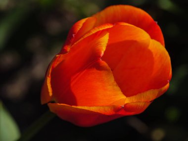 Alman Muensterland 'inde bahar geldi.