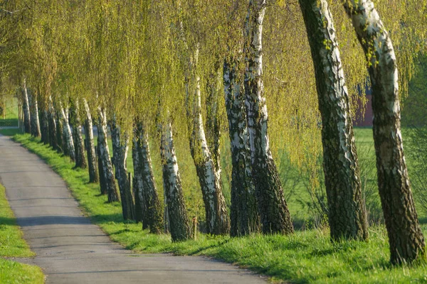 Lente Het Duitse Muensterland — Stockfoto