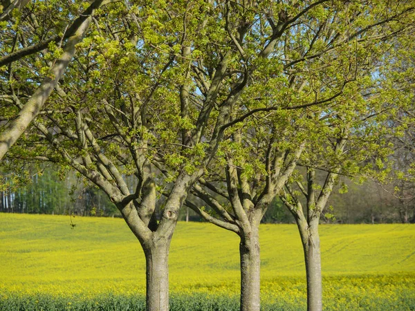 Primavera Muensterland Alemão — Fotografia de Stock