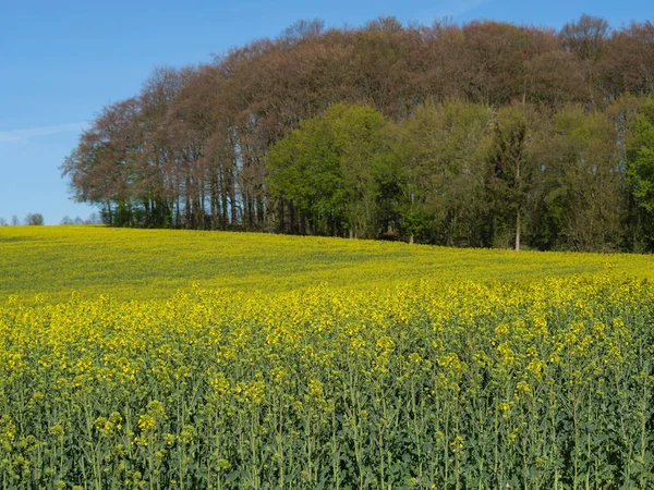 Frühlingszeit Münsterland — Stockfoto