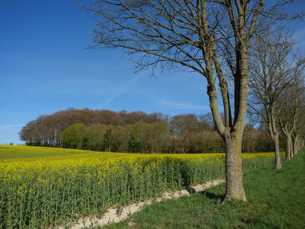 Frühlingszeit Münsterland — Stockfoto