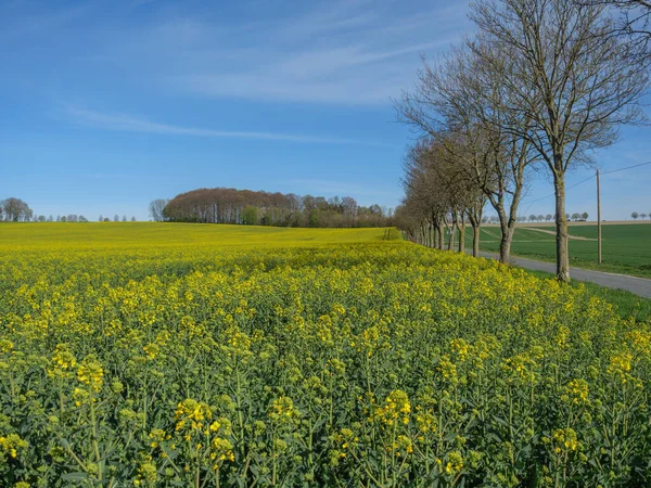 Frühlingszeit Münsterland — Stockfoto