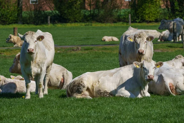 Spring Time German Muensterland — Stock Photo, Image