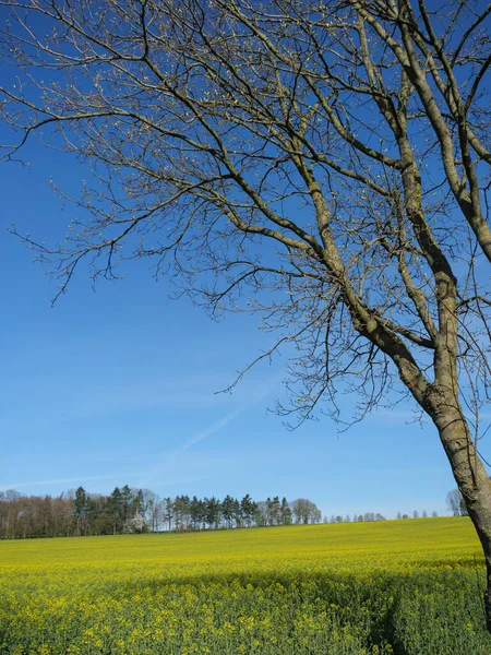 Frühlingszeit Münsterland — Stockfoto