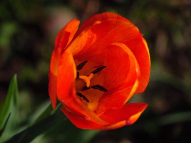 Alman Muensterland 'inde bahar geldi.