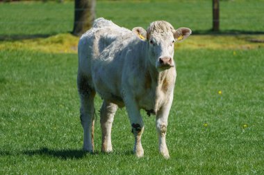 Alman Muensterland 'inde bahar geldi.