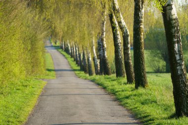 Alman Muensterland 'inde bahar geldi.