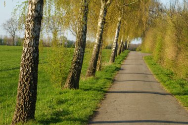 Alman Muensterland 'inde bahar geldi.
