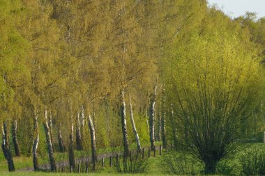 Alman Muensterland 'inde bahar geldi.