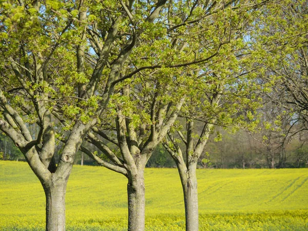 Frühlingszeit Münsterland — Stockfoto