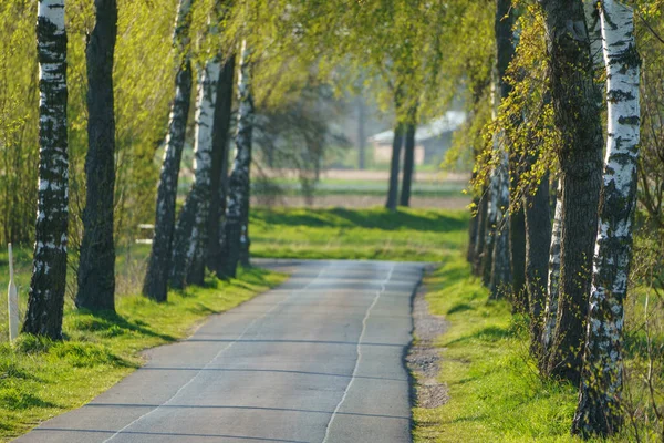 Lente Het Duitse Muensterland — Stockfoto