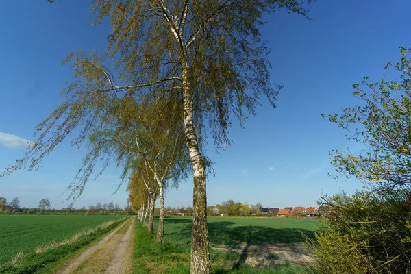 Printemps Dans Pays Des Muentins Allemand — Photo