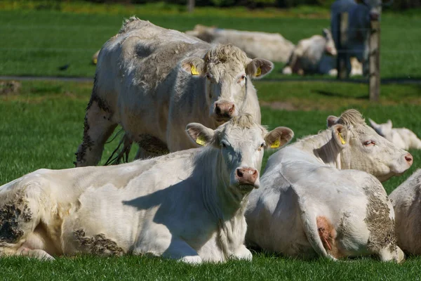 Spring Time German Muensterland — Stock Photo, Image