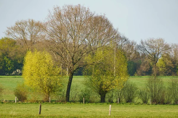 Frühlingszeit Münsterland — Stockfoto