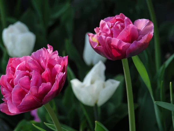 Spring Time German Muensterland — Stock Photo, Image