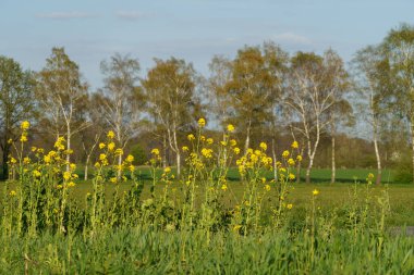 Alman Muensterland 'inde bahar geldi.