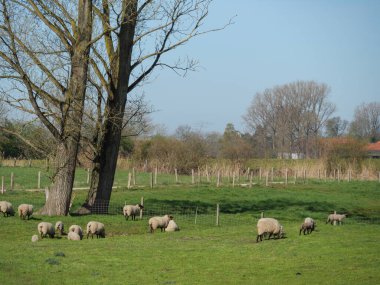 Alman Muensterland 'inde bahar geldi.