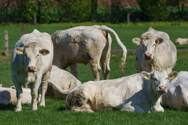 Spring Time German Muensterland — Stock Photo, Image