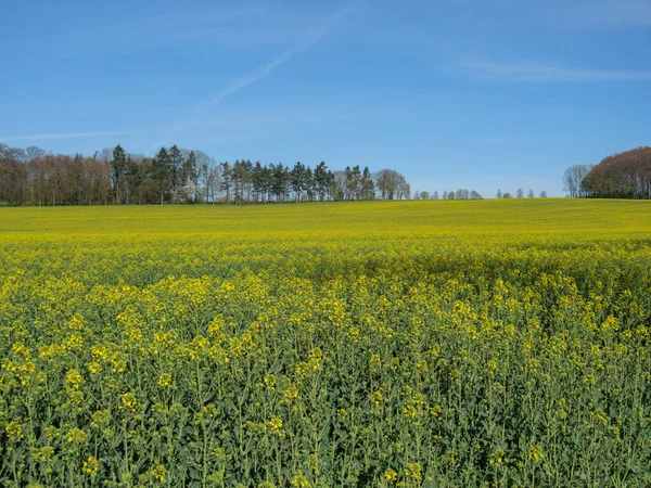 Frühlingszeit Münsterland — Stockfoto