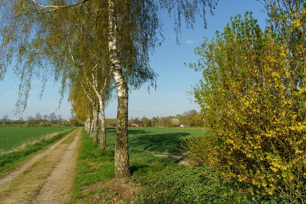 Alman Muensterland Inde Bahar Geldi — Stok fotoğraf