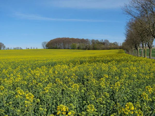 Frühlingszeit Münsterland — Stockfoto