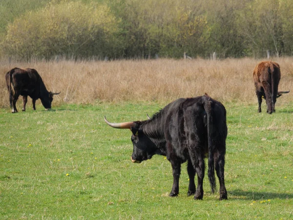 Tavasszal Német Muensterland — Stock Fotó