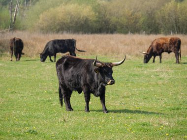 Alman Muensterland 'inde bahar geldi.