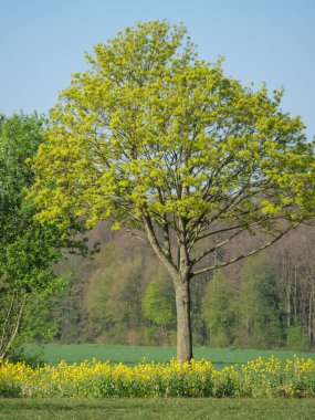Alman Muensterland 'inde bahar geldi.