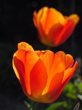 Alman Muensterland 'inde bahar geldi.