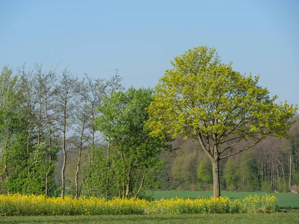 春天在德国的荒原上 — 图库照片