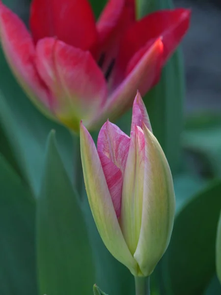 Printemps Dans Pays Des Muentins Allemand — Photo