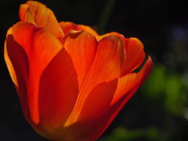 Lente Het Duitse Muensterland — Stockfoto