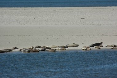 Kuzey denizindeki Alman Spiekeroog adası.