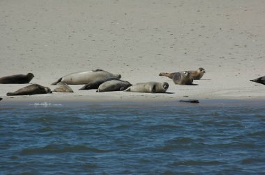 Kuzey denizindeki Alman Spiekeroog adası.