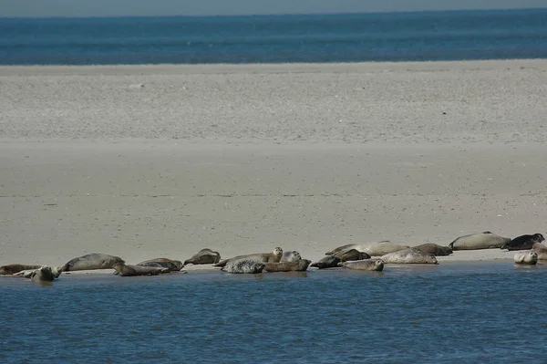 Die Deutsche Insel Spiekeroog Der Nordsee — Stockfoto