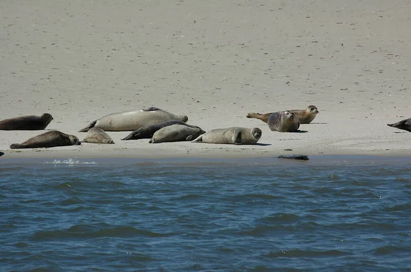 Île Allemande Spiekeroog Dans Mer Nord — Photo