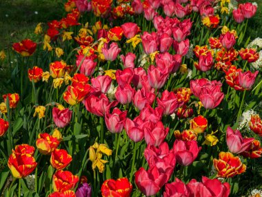 Borken şehrinin yakınlarındaki Alman muensterland 'inde bahar geldi.