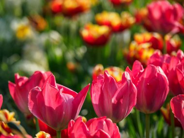 Borken şehrinin yakınlarındaki Alman muensterland 'inde bahar geldi.