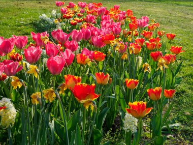 Borken şehrinin yakınlarındaki Alman muensterland 'inde bahar geldi.