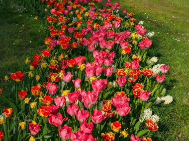 Borken şehrinin yakınlarındaki Alman muensterland 'inde bahar geldi.
