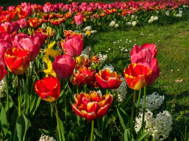 Borken şehrinin yakınlarındaki Alman muensterland 'inde bahar geldi.