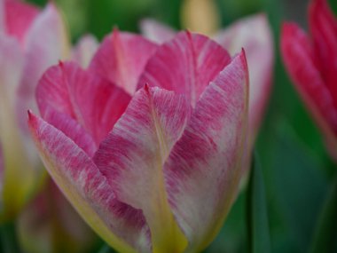 Borken şehrinin yakınlarındaki Alman muensterland 'inde bahar geldi.