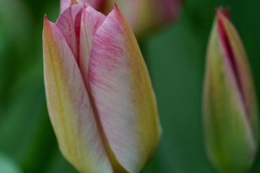 Borken şehrinin yakınlarındaki Alman muensterland 'inde bahar geldi.