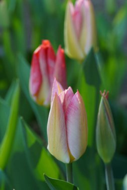 Borken şehrinin yakınlarındaki Alman muensterland 'inde bahar geldi.