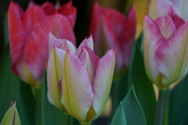 Borken şehrinin yakınlarındaki Alman muensterland 'inde bahar geldi.