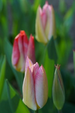 Borken şehrinin yakınlarındaki Alman muensterland 'inde bahar geldi.