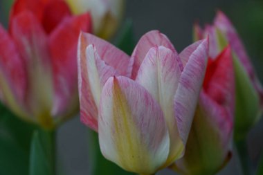 Borken şehrinin yakınlarındaki Alman muensterland 'inde bahar geldi.