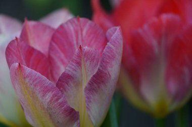 Borken şehrinin yakınlarındaki Alman muensterland 'inde bahar geldi.