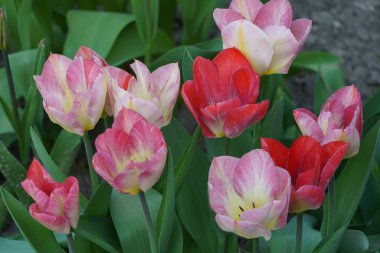 Borken şehrinin yakınlarındaki Alman muensterland 'inde bahar geldi.